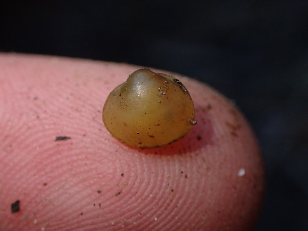 pond fingernailclam
