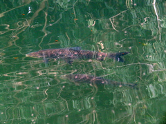Prochilodus lineatus