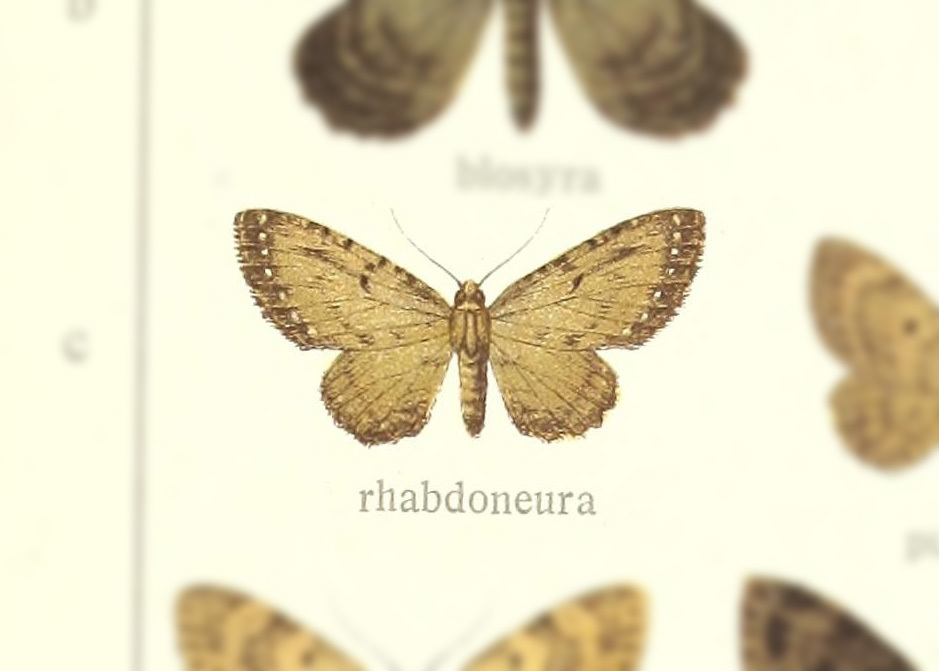 Collix rhabdoneura