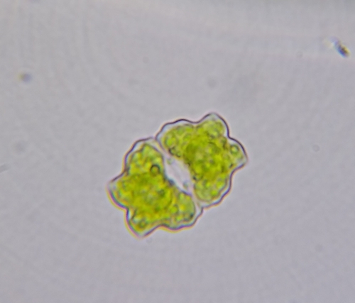 Euastrum binale var. gutwinskii
