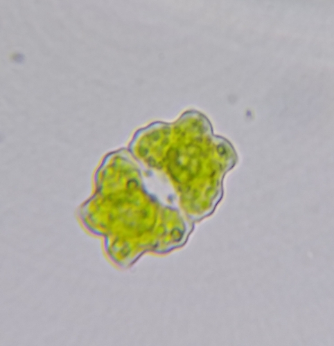 Euastrum binale