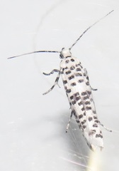 Yponomeuta strigillatus