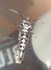 Yponomeuta strigillatus