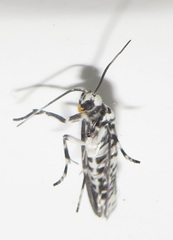 Yponomeuta strigillatus