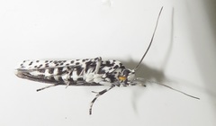 Yponomeuta strigillatus