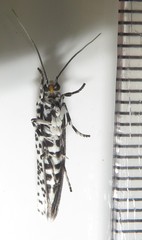 Yponomeuta strigillatus