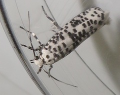 Yponomeuta strigillatus