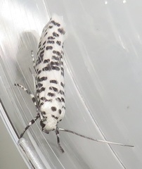 Yponomeuta strigillatus