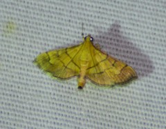 Orphanostigma haemorrhoidalis