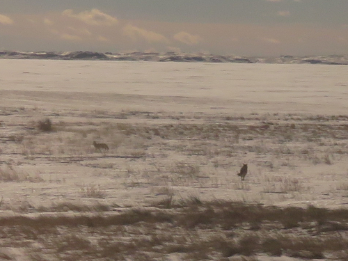 Coyote photographed in Montana