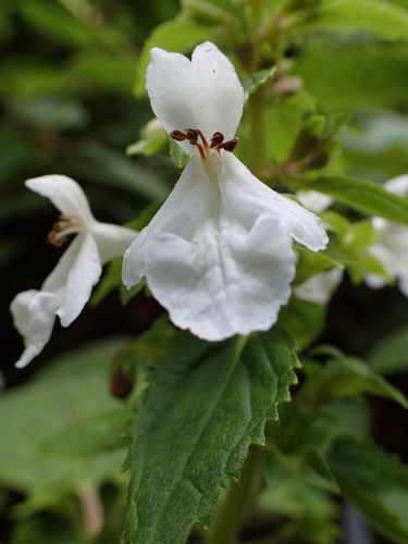 Phyllostegia renovans observed 2016-09-28
