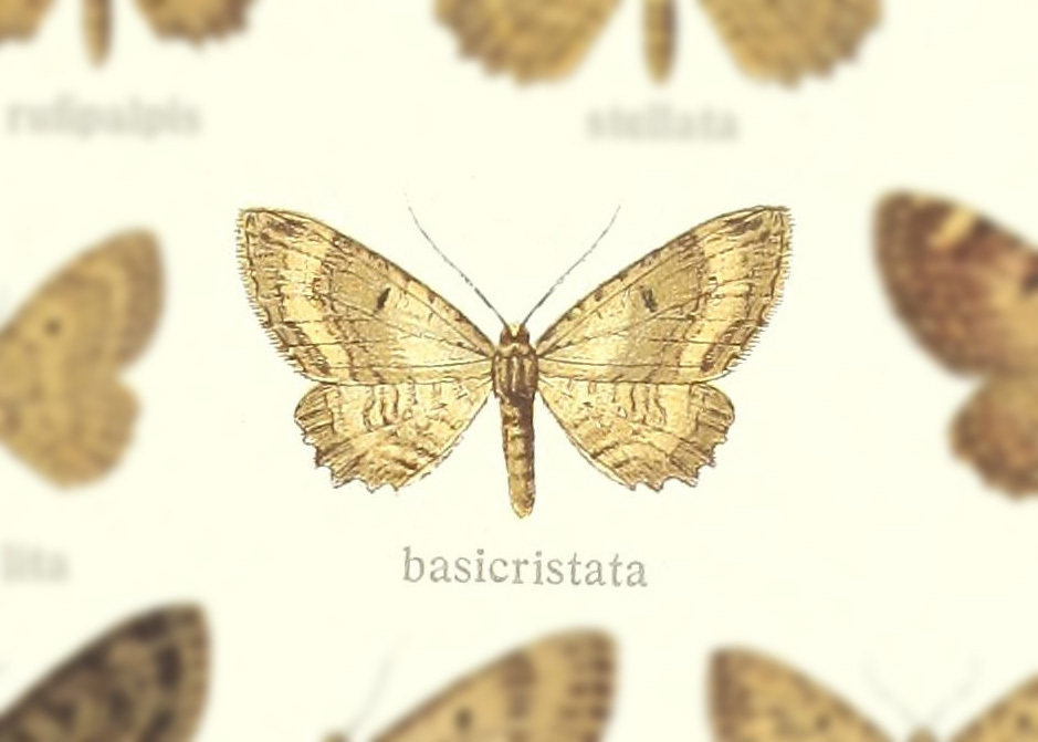 Collix basicristata