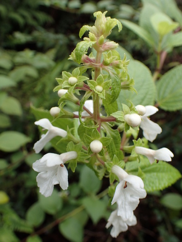 Phyllostegia renovans observed 2016-10-25
