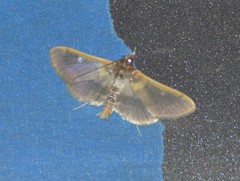 Apilocrocis brumalis