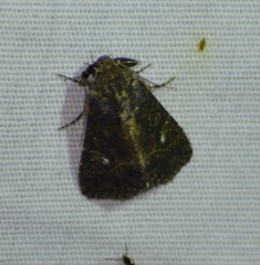 Condica albigera