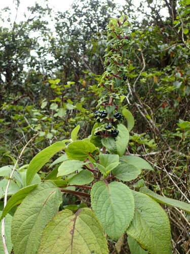 Phyllostegia renovans observed 2019-05-23