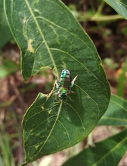 Pseudaugochlora