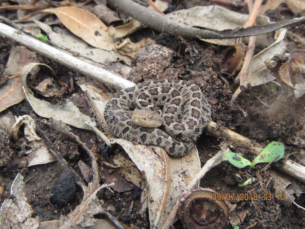 Mexican Pygmy Rattlesnake from Texcoco, Méx., México on July 9, 2018 at ...