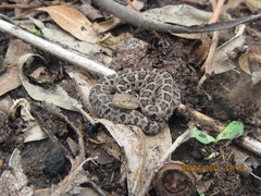 Crotalus ravus