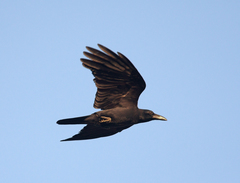 Corvus enca