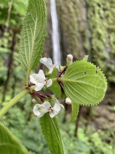 Phyllostegia renovans observed 2020-12-09