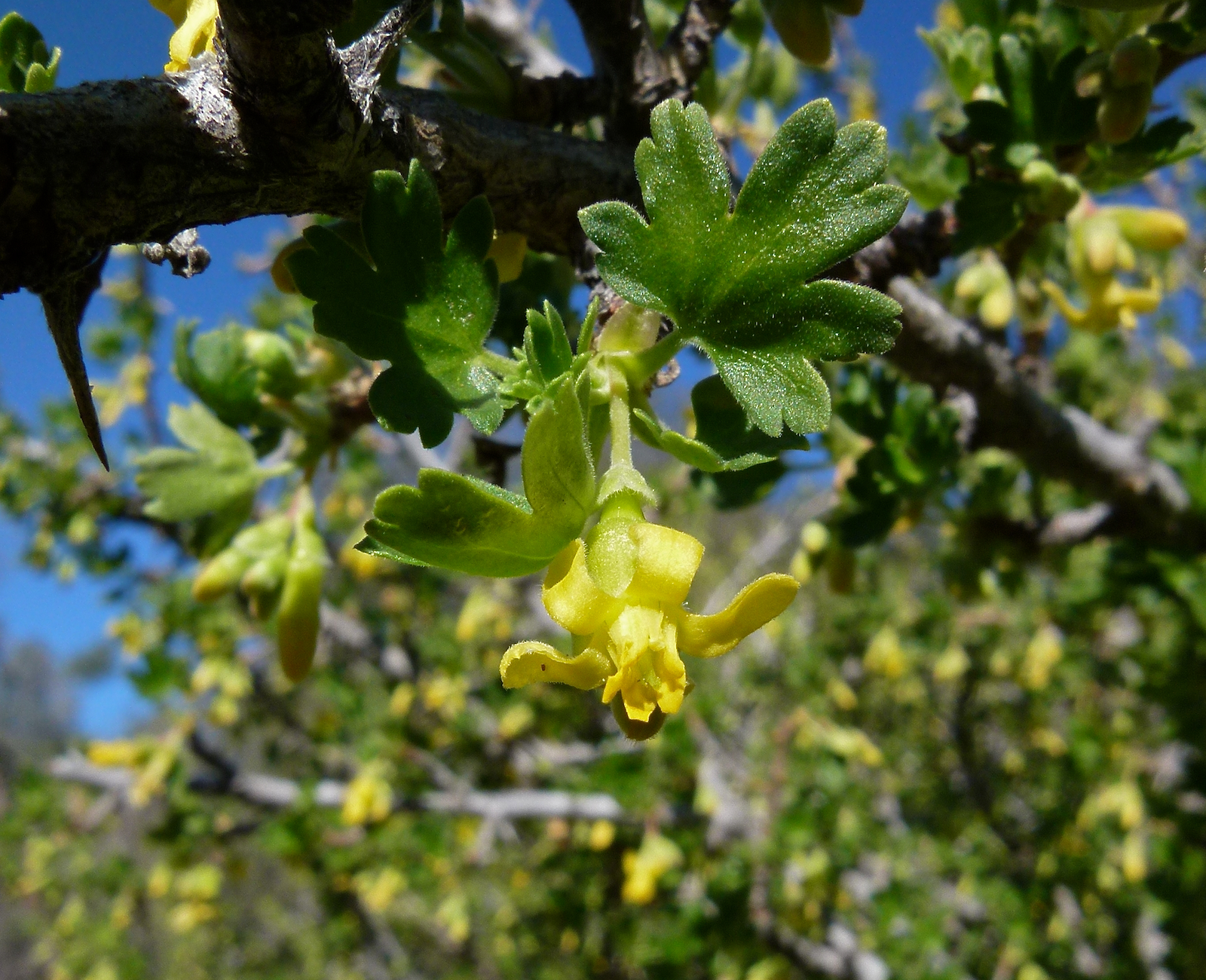 Ribes quercetorum