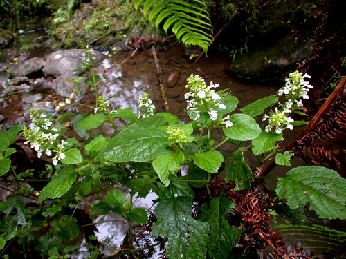 Phyllostegia stachyoides observed 2004-03-10