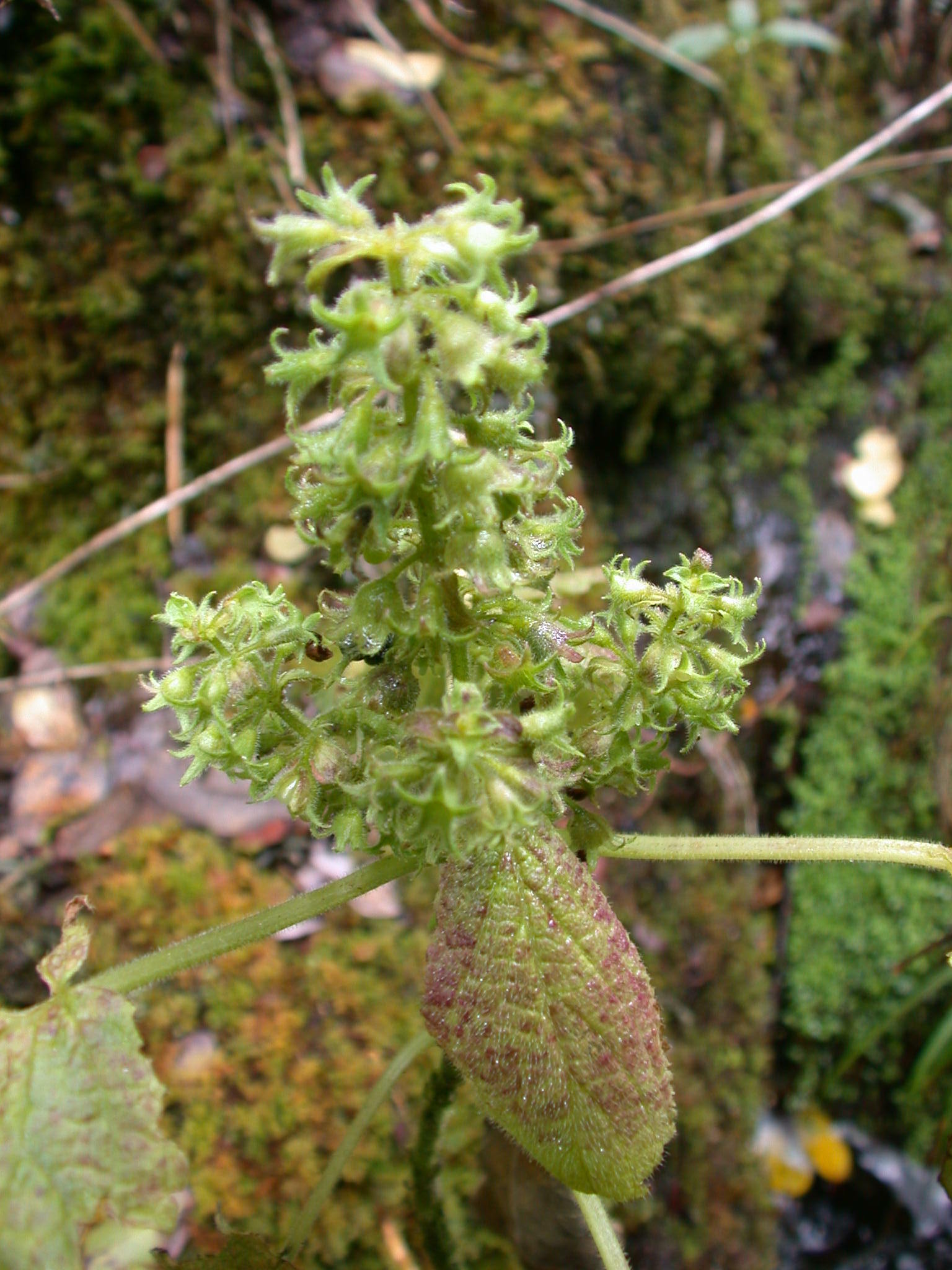 Phyllostegia wawrana