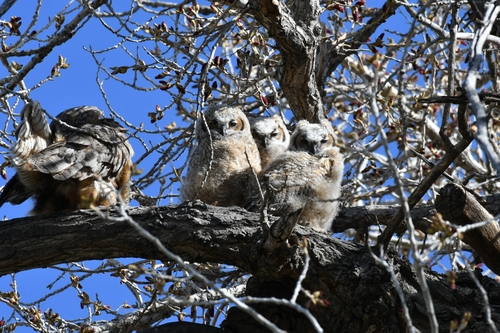 Great Horned Owl photographed in New Mexico