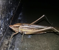 Neoconocephalus triops