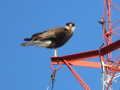 Caracara plancus