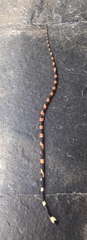 Oxyrhopus petolarius