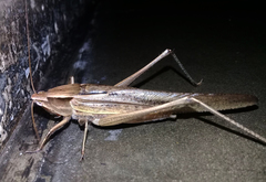 Neoconocephalus triops