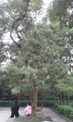 Podocarpus macrophyllus