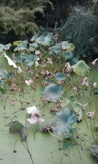 Nelumbo nucifera