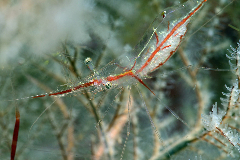Translucent gorgonian shrimp