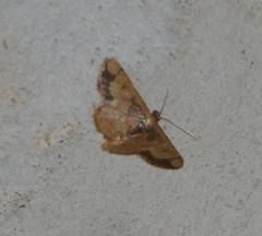 Idaea kendallaria
