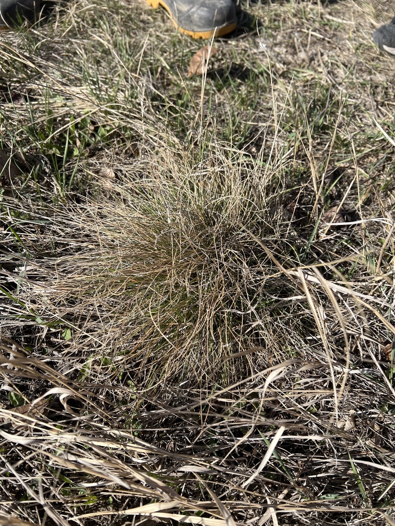 Rough Fescue from 16th Ave SE, Calgary, AB, CA on April 29, 2023 at 09