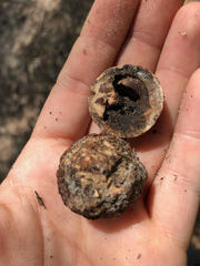 Magnoliopsida
