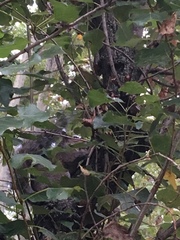 Sciurus carolinensis