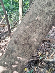 Licaria triandra, photograph (c) Ben Machado, some rights reserved (CC BY)