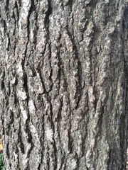 Liquidambar styraciflua