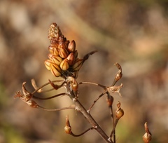 Bulbine frutescens