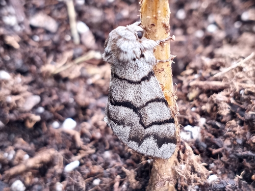 Eastern Panthea Moth photo 5