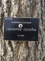 Liquidambar styraciflua