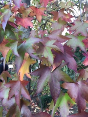 Liquidambar styraciflua