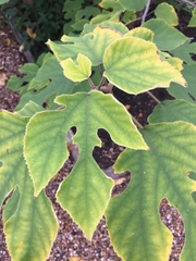 Broussonetia papyrifera