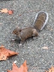 Sciurus carolinensis