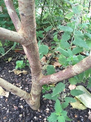 Broussonetia papyrifera