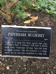 Broussonetia papyrifera